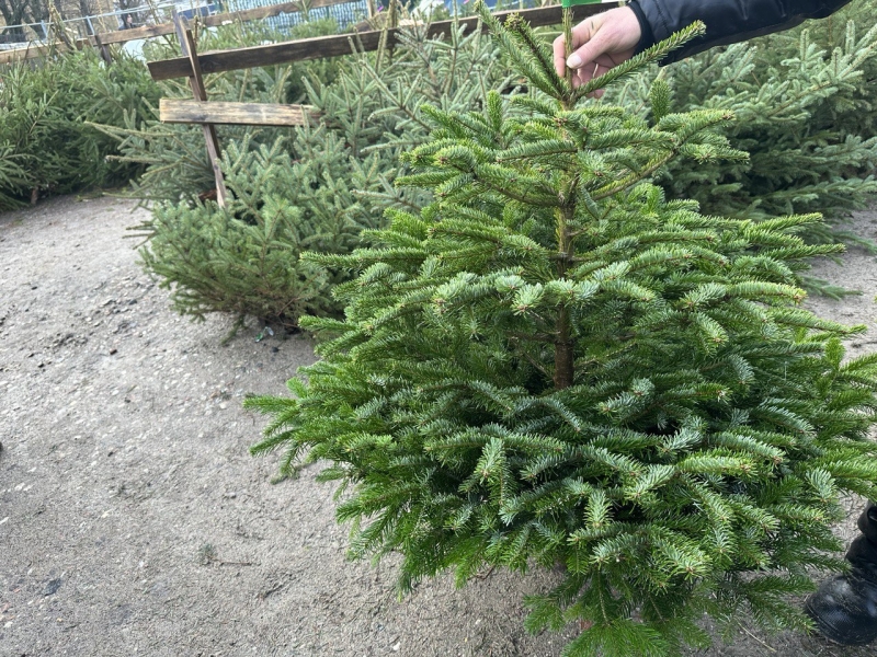 В этом году на елки в Новгороде не жалуются