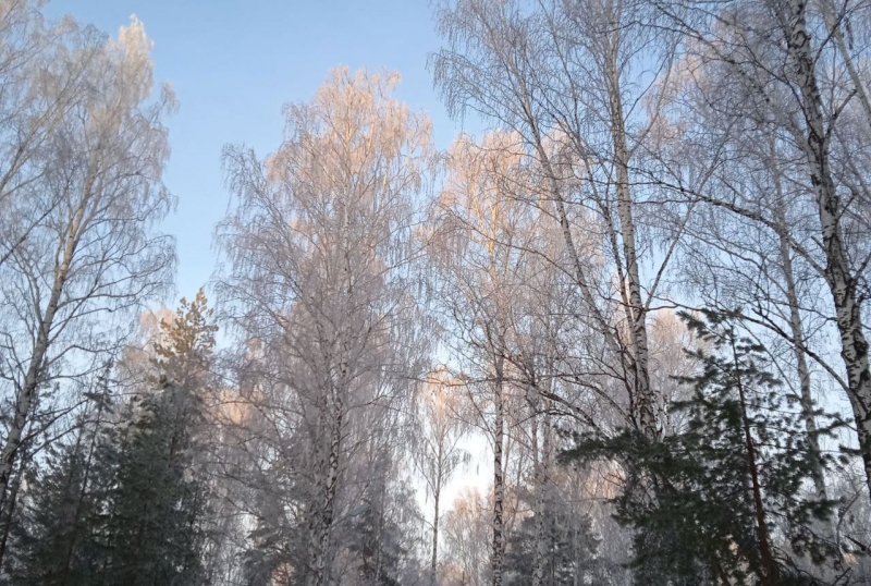 лес