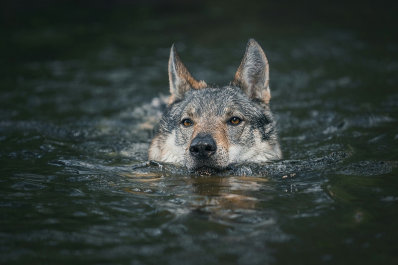 Волк купается