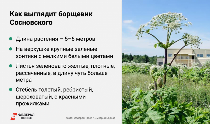 Как выглядят стебли, листья и соцветия борщевика Сосновского