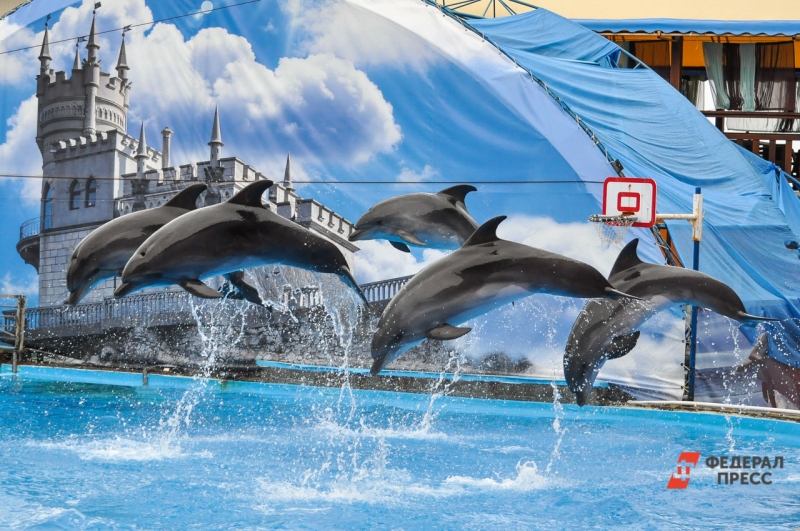 У дельфинов, живущих в естественной среде, начался сезон выбросов