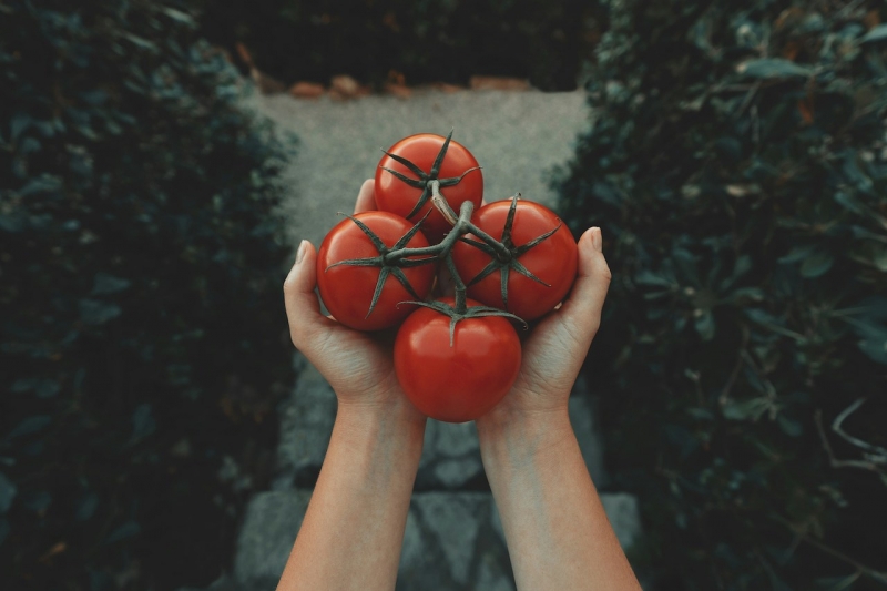 Человек держит помидоры в руках