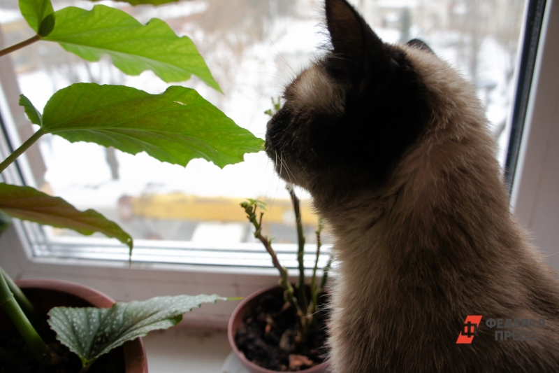 Кот и комнатное растение