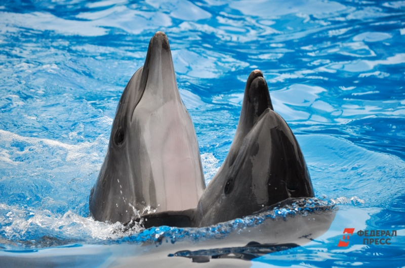 Известны случаи спасения дельфинов из рыболовных сетей