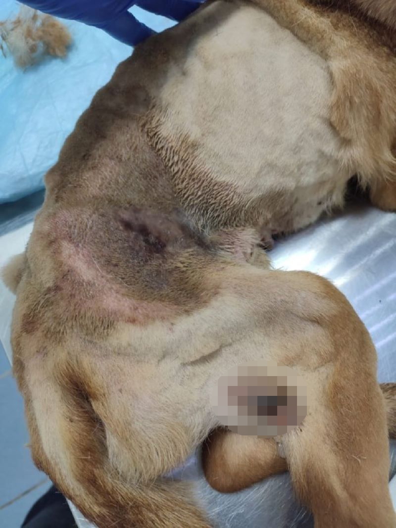 Кожа собак из коркинского приюта покрыта болячками