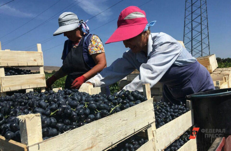 Сотрудники винодельни сортируют виноград