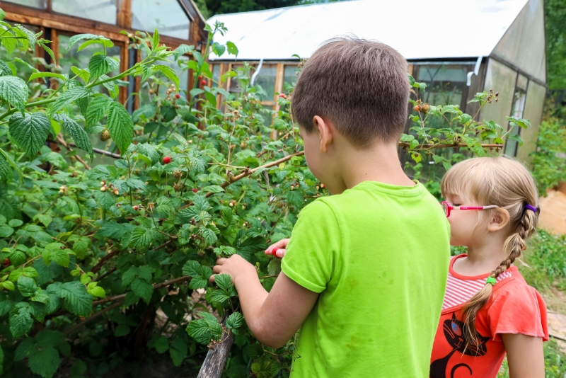Дети собирают ягоды на даче