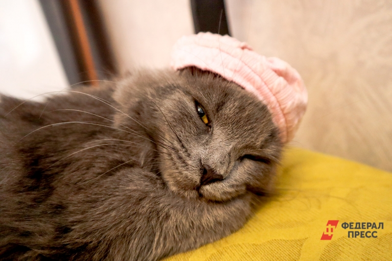 Котик в шапочке