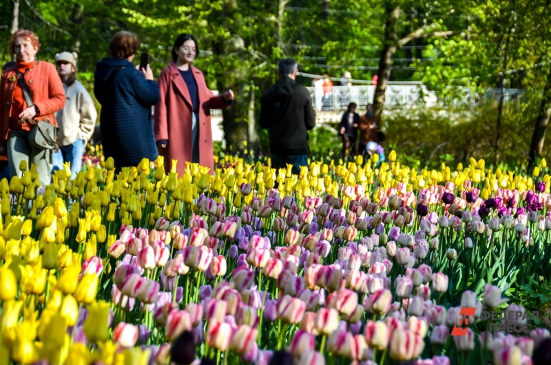 Люди на фоне тюльпанов