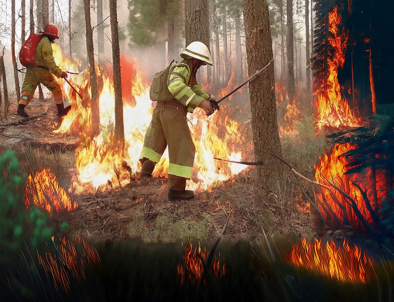 пожар, спасатели, лес
