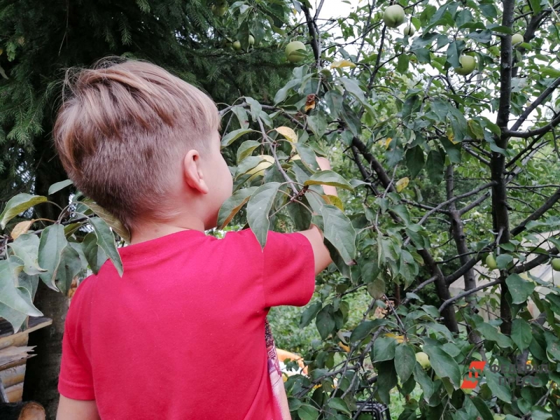 Мальчик собирает урожай