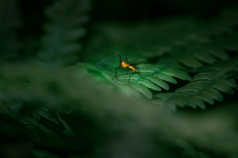 Комар на листе папоротника