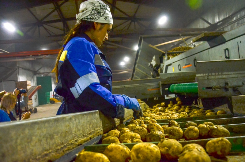 Свердловчане опасаются, что картошка сравняется в цене с привозными фруктами