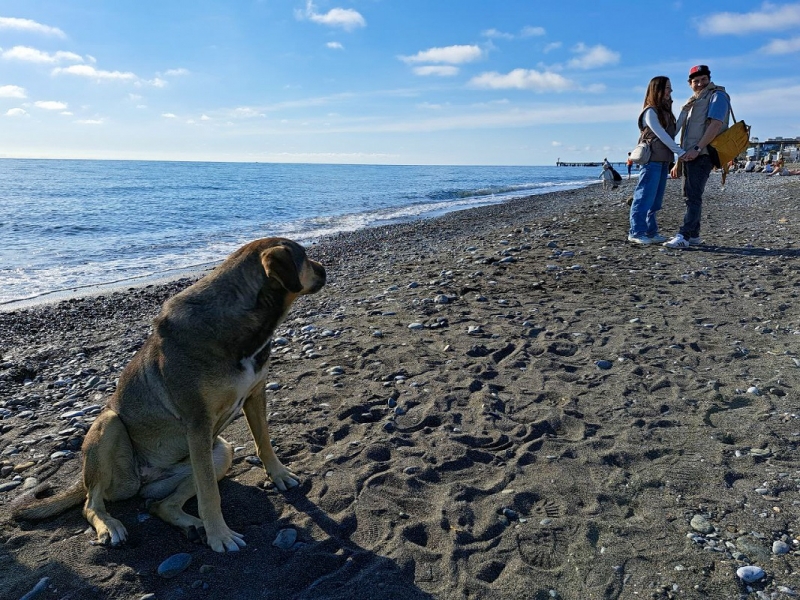 Владельцам домашних животных стоит внимательно ознакомиться с правилами посещения пляжей