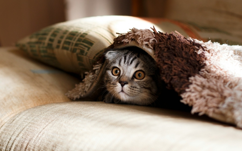 Кот лежит под одеялом
