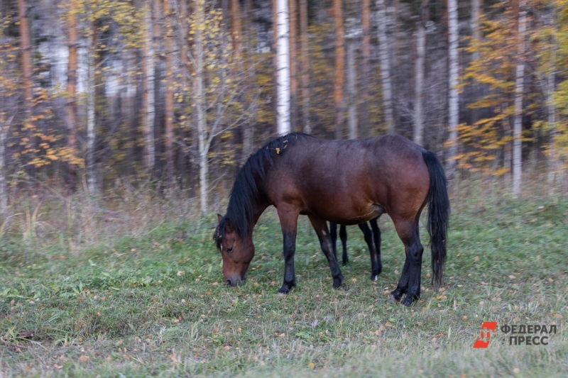 Лошадь