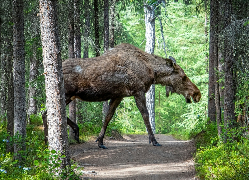 лосиха