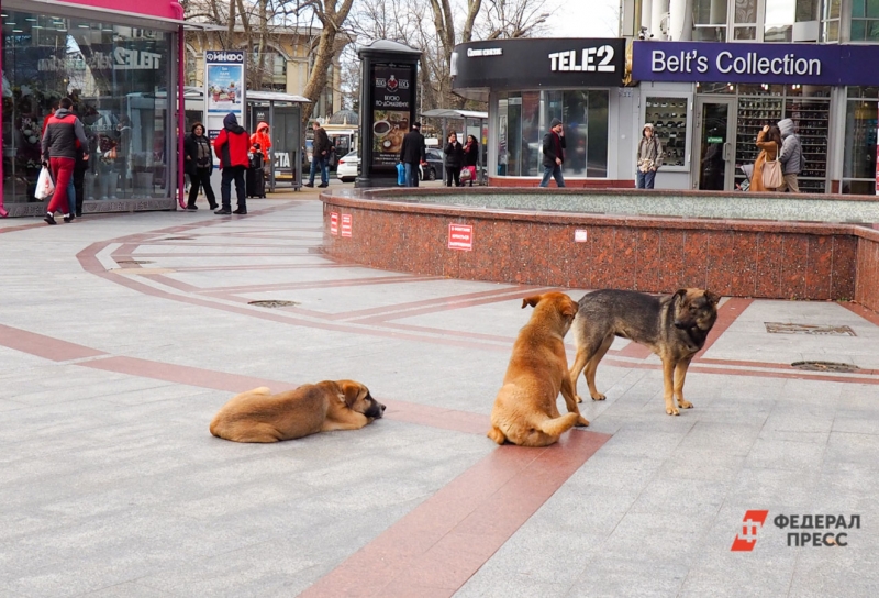 Бездомные собаки