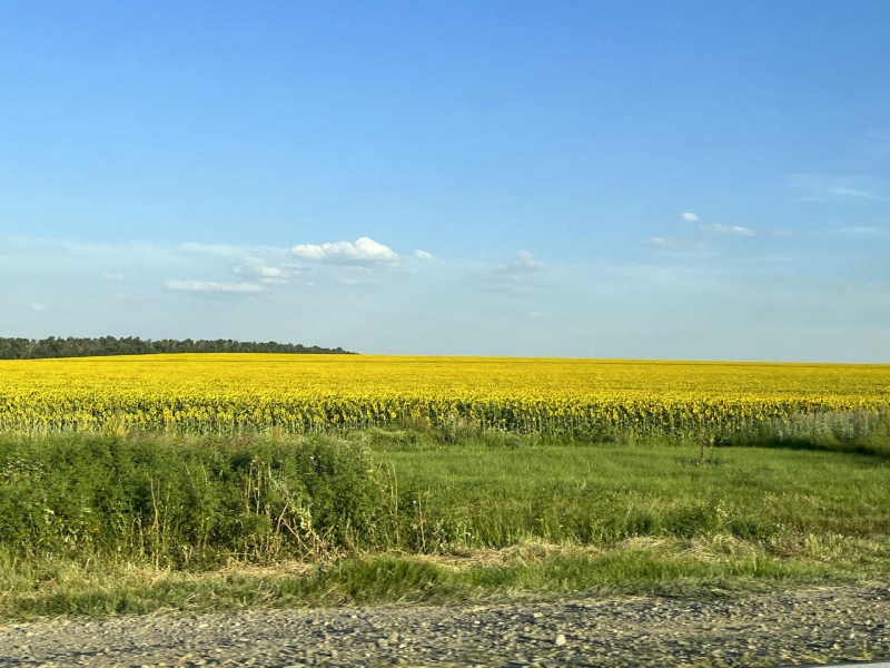 Аграриев выручают масличные культуры