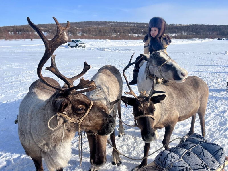 Олени