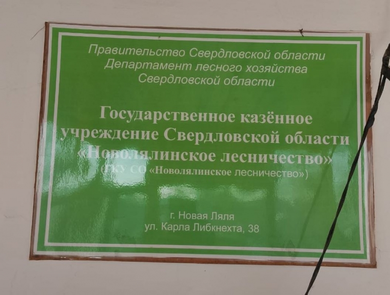Чиновница покрывала «черных лесорубов»