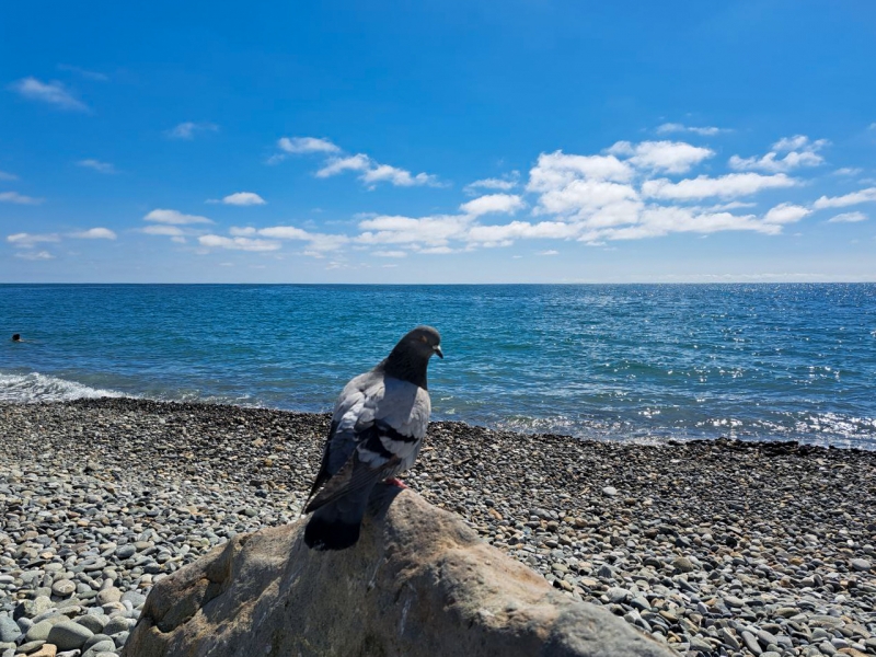 голубь, море