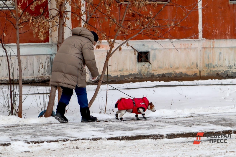 Собака