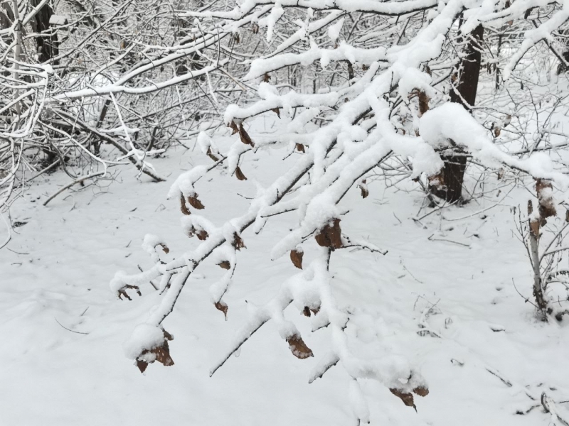 Зима