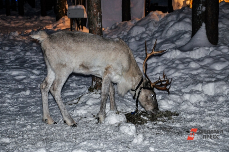 Олень