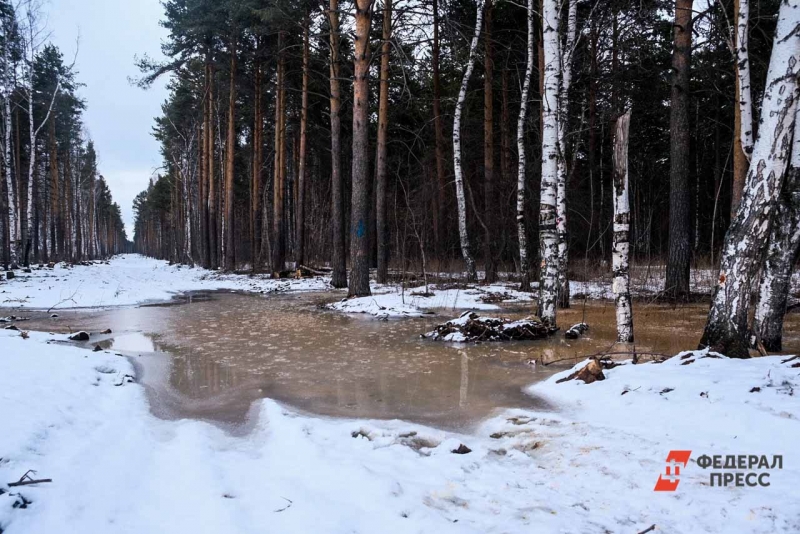 Лес
