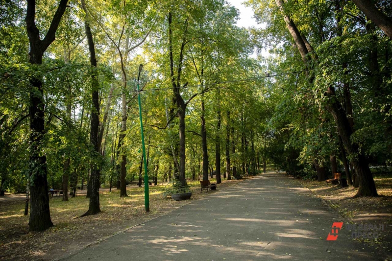 Клен