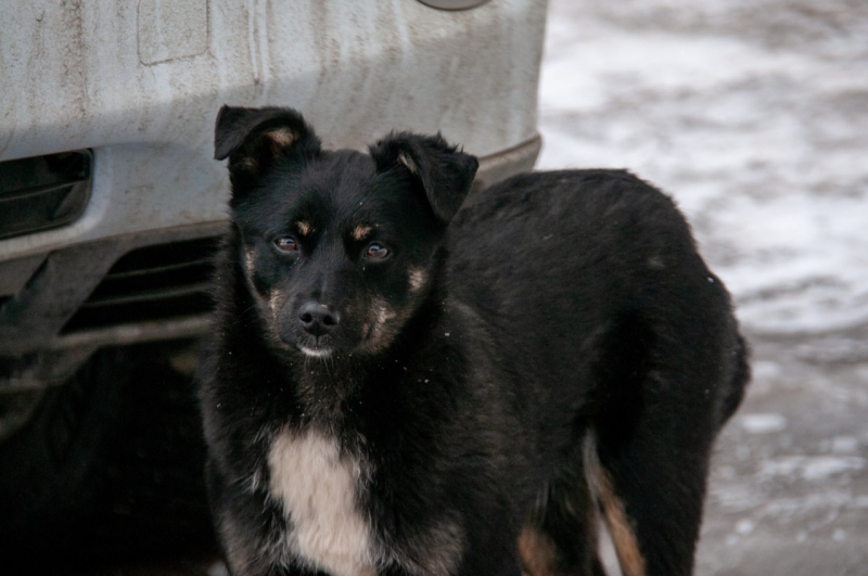 Собака