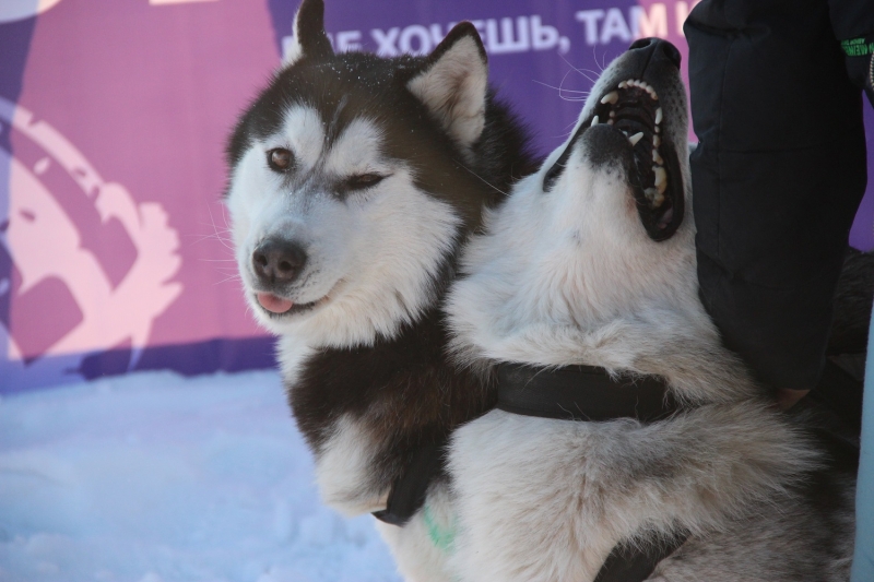 Волки