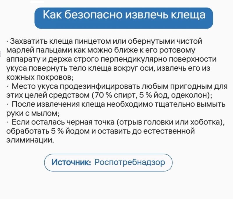В Новосибирской области эпидемический сезон клещевых инфекций начинается 1 апреля