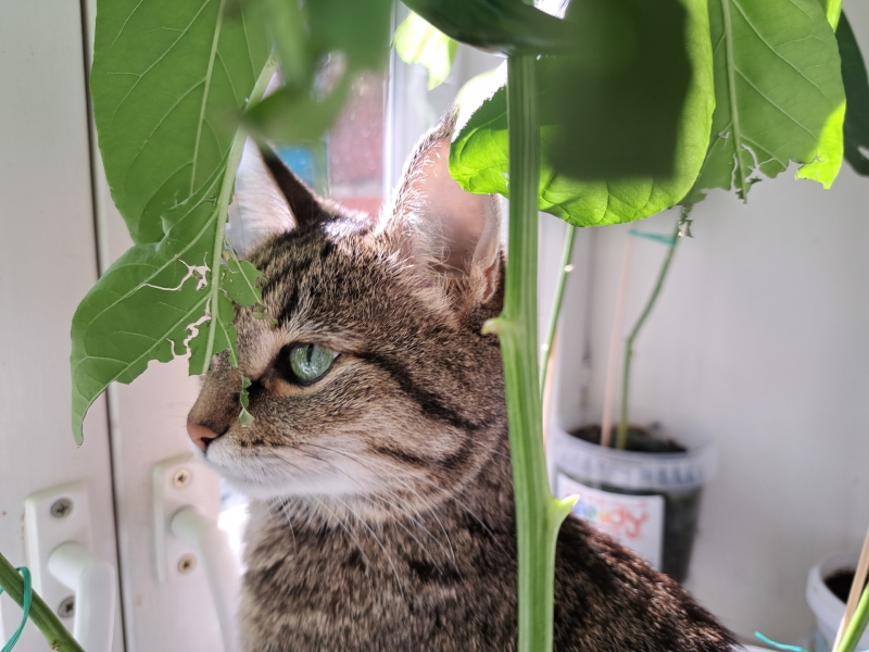 Кошка