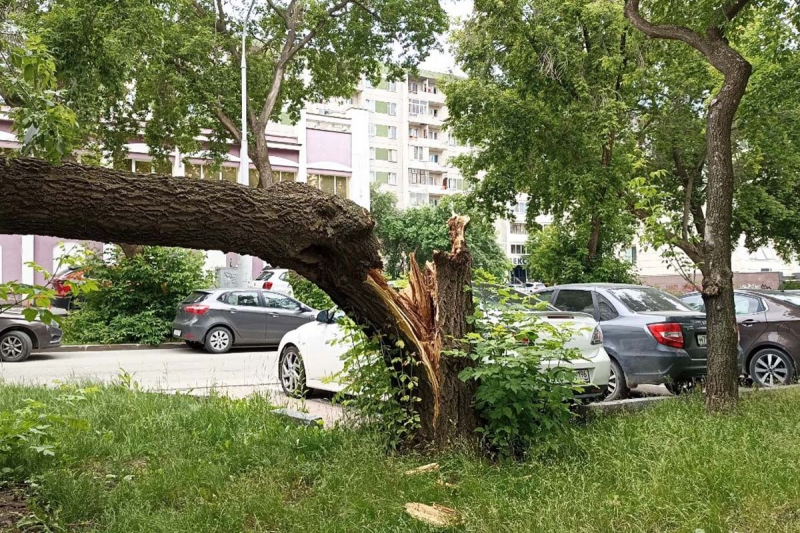 Ураган способен сломать даже толстые деревья