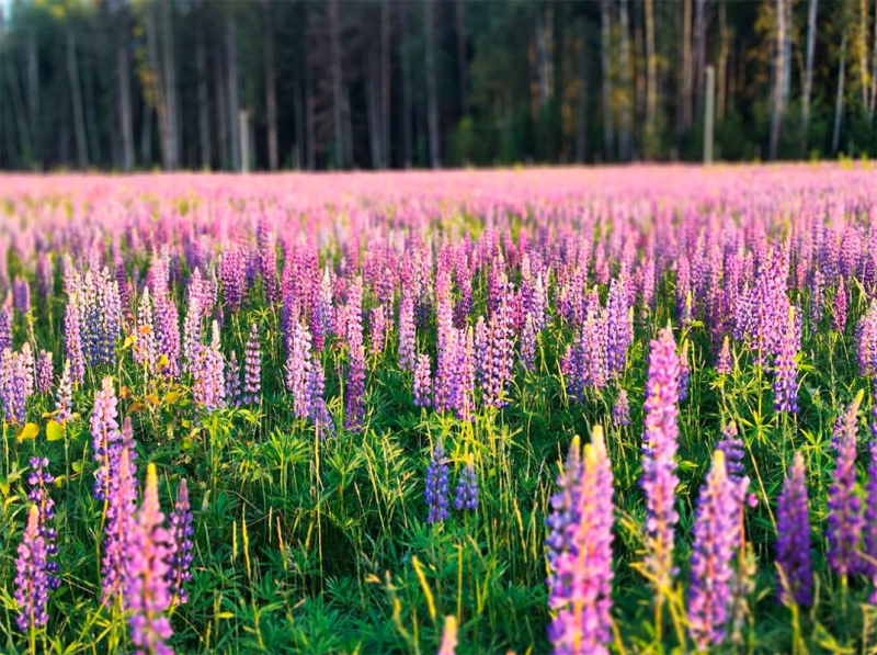 В лесах, полях и садах Петербурга и Ленобласти растут ядовитые растения