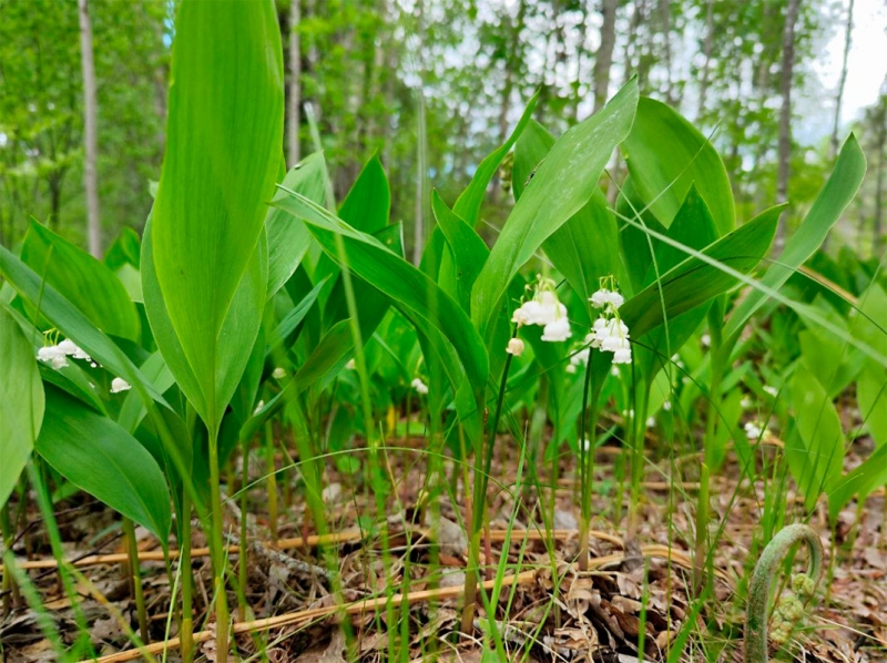 В лесах, полях и садах Петербурга и Ленобласти растут ядовитые растения