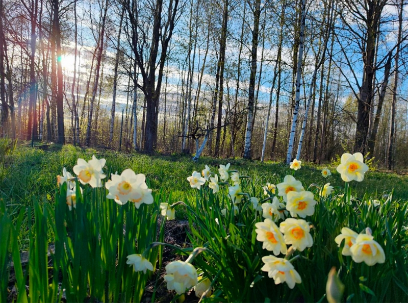 В лесах, полях и садах Петербурга и Ленобласти растут ядовитые растения