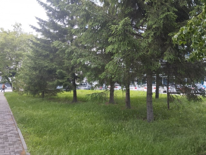 Погода