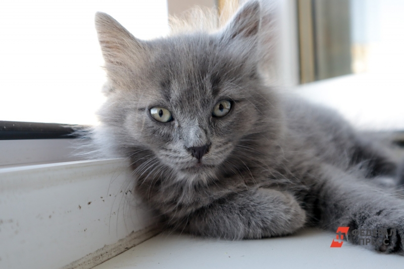 Котенок