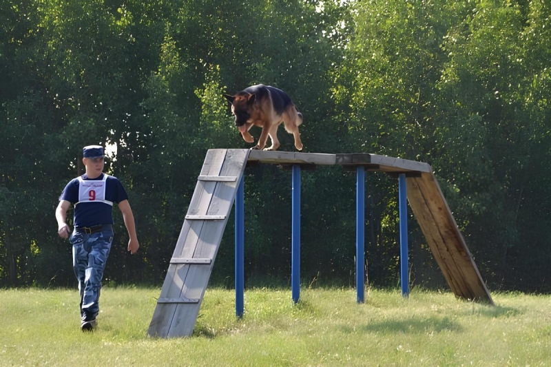 Кинолог