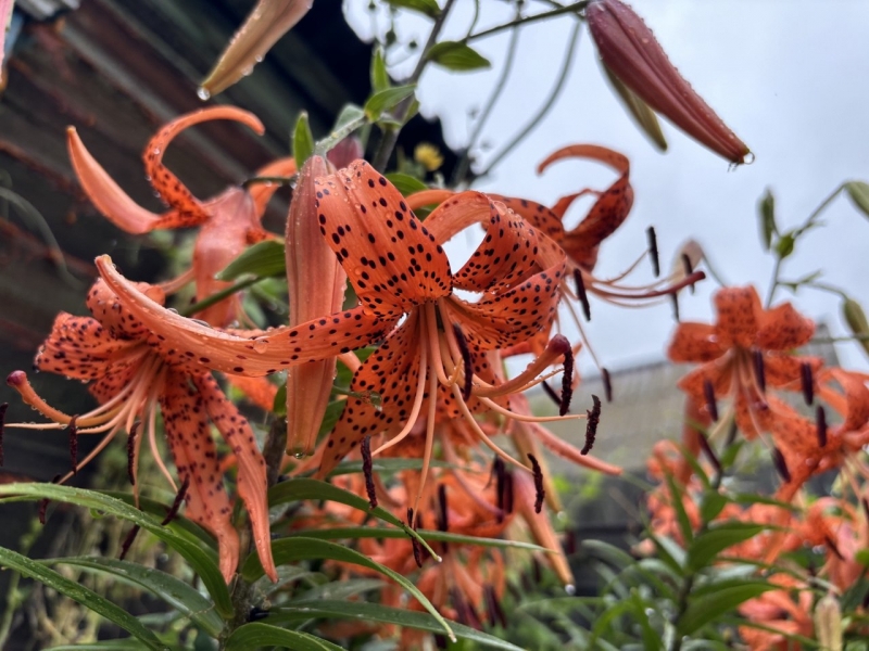 цветы, капли дождя