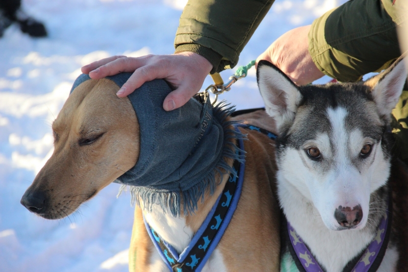 Часто бывает, что собака или кошка пытается утешить хозяина в период его переживаний тактильно