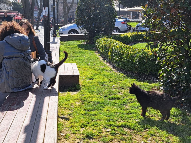 Часто бывает, что собака или кошка пытается утешить хозяина в период его переживаний тактильно