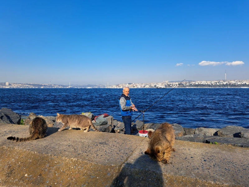 рыбак и кошки