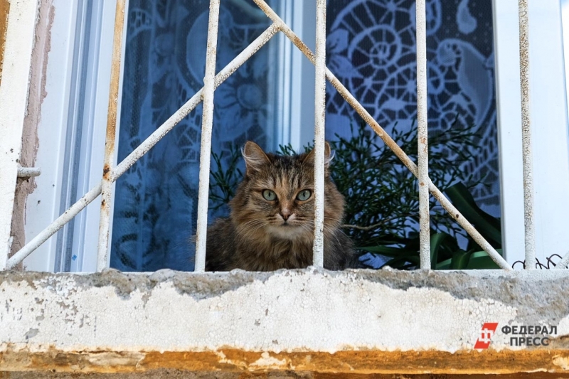 Кошка на окне