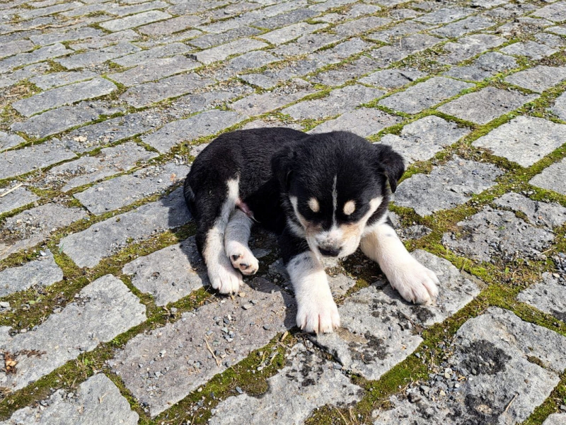 щенок, питомец