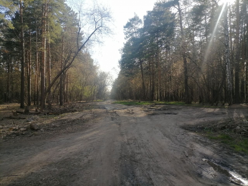 Сосновый бор