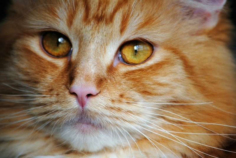 Кот